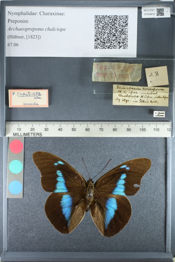 Media type: image;   Entomology 163816